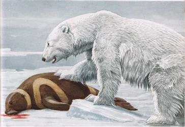 Foca de cinta, víctima de un oso polar